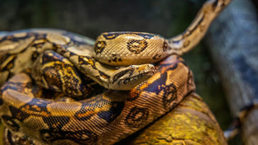 Mimpi Melihat Ular Besar Menurut Islam