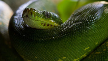 Mimpi Melihat Ular Hijau