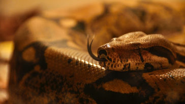 Mimpi melihat ular piton Besar dan Panjang