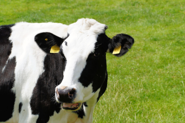 Sapi Per Ketahui Budidaya dan Jenis Sapi Perah