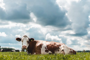 Sapi Per Ketahui Budidaya dan Jenis Sapi Perah