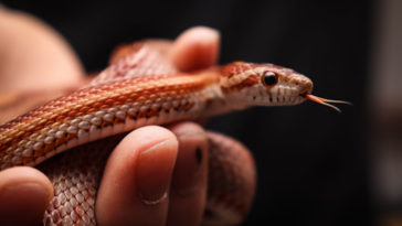 mimpi melihat ular kecil